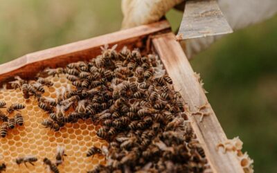 Mesilased meekärjega