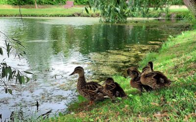 Rakvere Supeluse park
